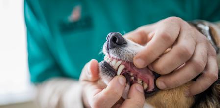 Perro en el veterinario