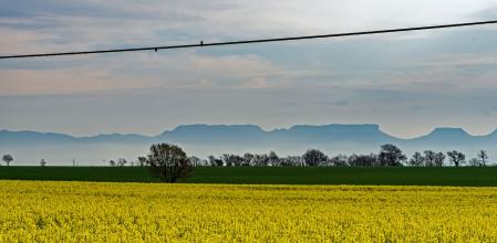 Campo de colza con la golondrina en Gurb.