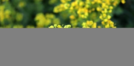 La ruda o ruta graveolens, en el campo