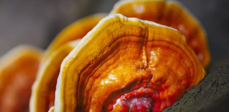 Reishi, también conocida como la 