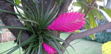 Tillandsia cyanea