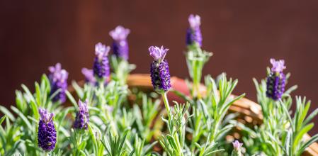 Lavanda en flor