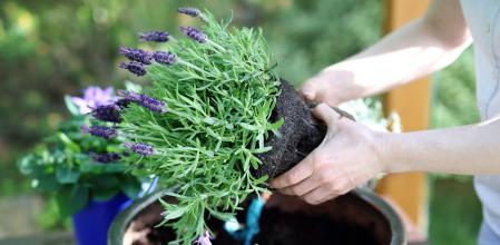 Cuidados de la lavanda