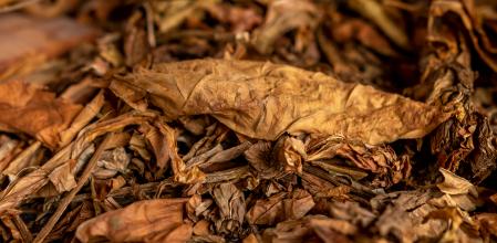 Hojas de tabaco