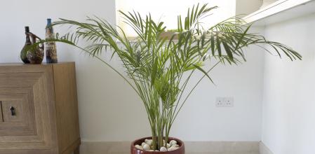 Palmera de bambú