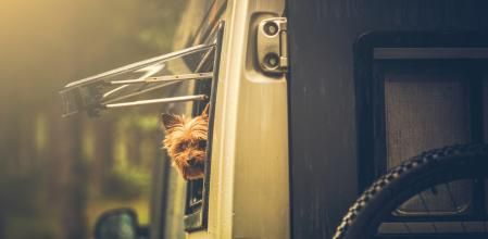 La nueva Ley de Protección Animal especifica las condiciones en las que deben viajar las mascotas&nbsp;