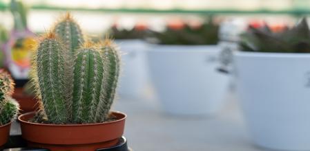 Echinocactus grusonii