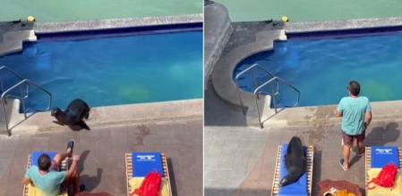 Una foca se cuela en un hotel y echa a un cliente de su hamaca para poder tomar el sol