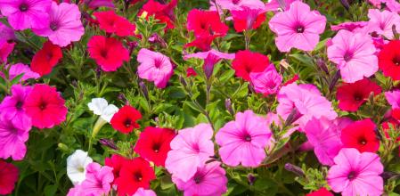 Petunias