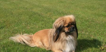 Perro de aguas tibetano