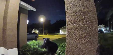 El angustioso momento en que una pareja sale a pasear y acaba siendo perseguida por un oso