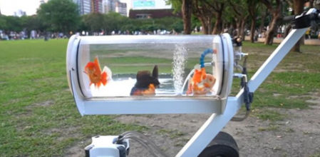 Crea una pecera portátil para poder pasear a sus peces por el parque