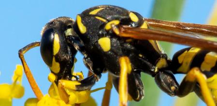 La avispa de la colza.
