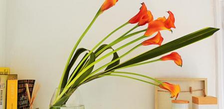 Descubre cómo disfrutar de grandes ramos de flores o maravillosas plantas
a un gran precio con el Club Vanguardia