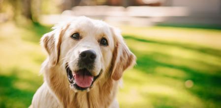 Golden Retriever