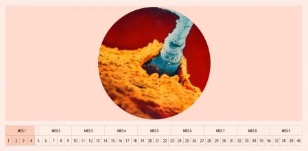 Semana 4 de embarazo