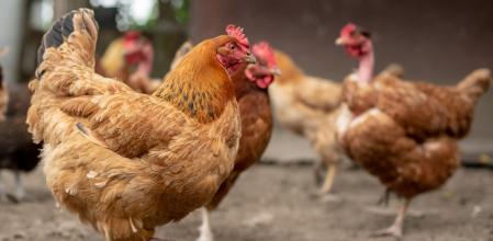 La iniciativa con la que las gallinas y pollos ayudan a reducir el desperdicio alimentario.