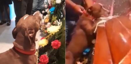 La descorazonadora despedida de un perro en el funeral de su dueña: “Tienen sentimientos”