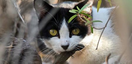 Gato callejero cazando un lagarto endémico ' Gallotia galloti' cerca de una colonia de gatos ubicada en Tenerife, Islas Canarias  .