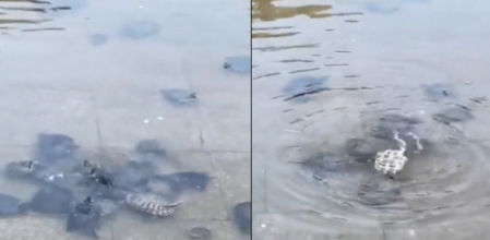 El tierno vídeo viral que demuestra la solidaridad de las tortugas ayudando a una de ellas en apuros