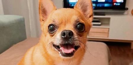 Baloo, en su casa, en una fotografía tomada antes de su desaparición