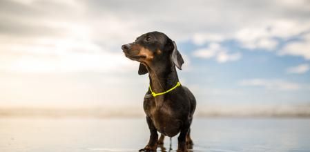 Un perro salchicha en la orilla de una playa