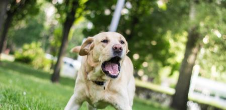 Un labrador ladrando a otro perro en el parque