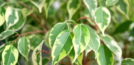 Hojas abigarradas de un Ficus benjamina