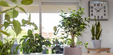 Un pequeño ejemplar de ficus sobre una mesa