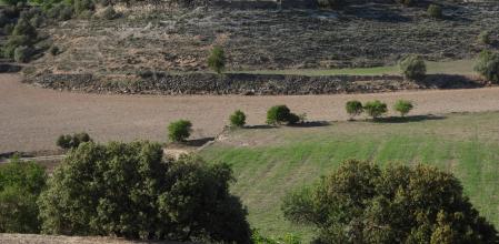Reto visual: ¿Dónde están los cinco conejos?