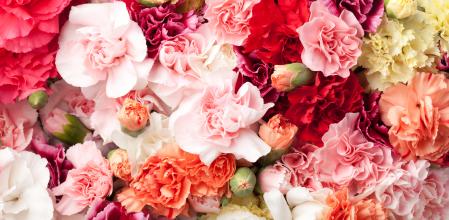 Flores de clavel de diferentes colores