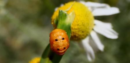 Pupa de la mariquita justo antes de la última fase adulta.