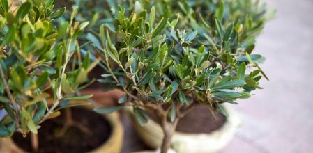 Olivos cultivado en una maceta