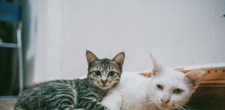 Los gatos tienen más memoria de lo que pensamos