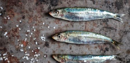 Sardinas