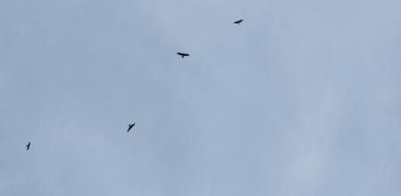 Reto visual: ¿Cuál es el milano negro y cuál el milano real?