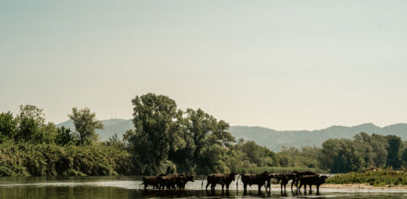 Los artistas de la caravana buscan inspiración en la Illa dels Bous