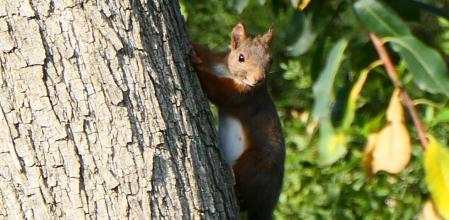 La ardilla en un árbol de los jardines del monasterio de Pedralbes.