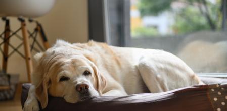 Labrador descansando