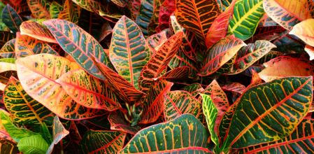 Hojas de crotón