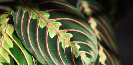 Hojas de maranta tricolor