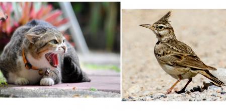 Los gatos pueden ser una amenaza para la supervivencia de diversas aves, entre ellas la cogujada común ('Galerida cristata') .
