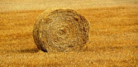 Bala de paja en el campo de Olost.
