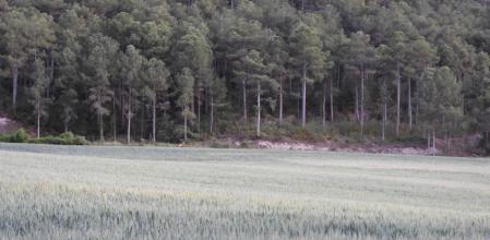 Reto visual: ¿Dónde está el corzo?