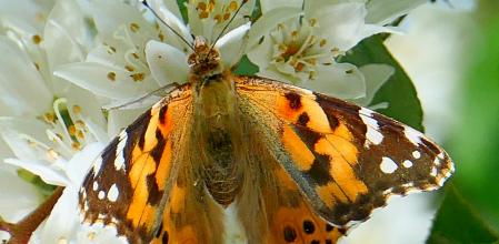 Mariposa Vanessa retratada en el monasterio de Pedralbes.