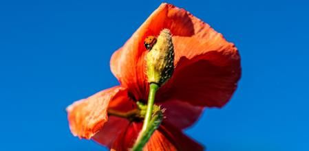 Amapola y mariquita en primavera.