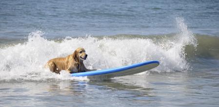 surf perros asturias