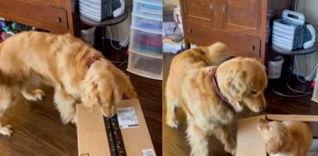 La tierna reacción viral de un perro cuando conoce a su hermanito pequeño por primera vez