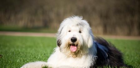 Viejo pastor inglés