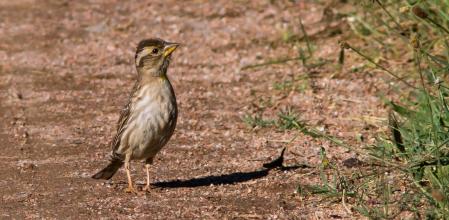 Gorrión en Sant Bartomeu del Grau.